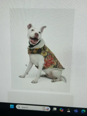 Johnny Was Pet Jacket