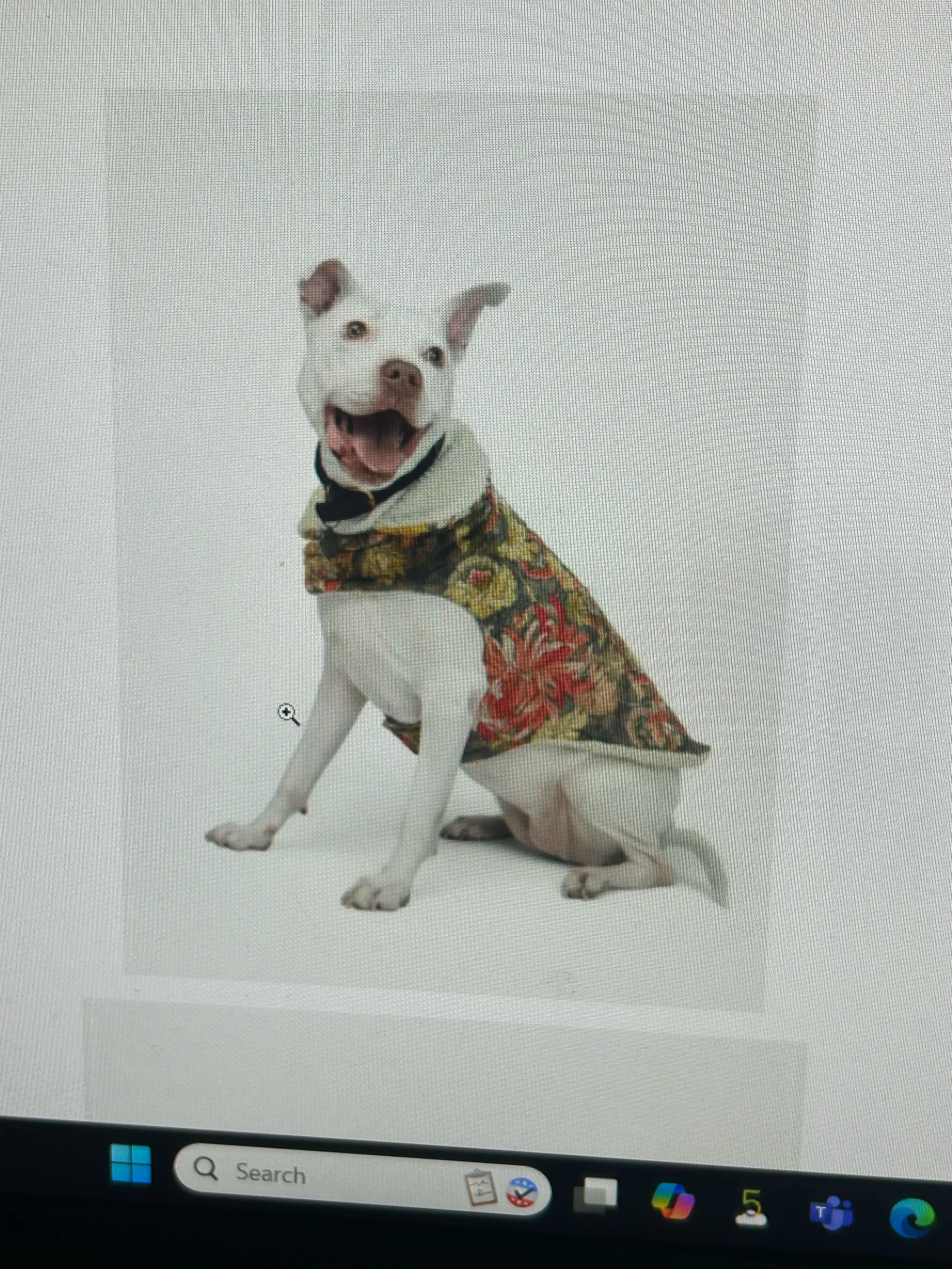 Johnny Was Pet Jacket